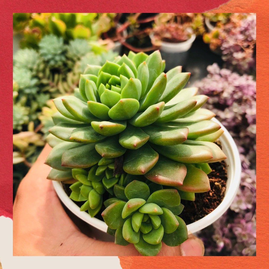 SEN ĐÁ MẶT TRỜI SIZE TRUNG BÌNH LỖI 1 ĐỔI 1 SIÊU CUTE