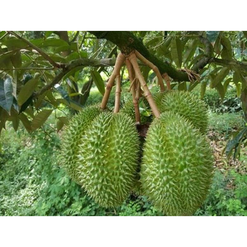 Cây giống sầu riêng thái lan