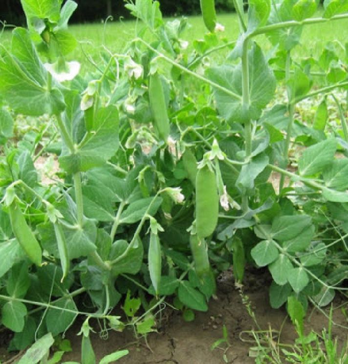 Hạt giống đậu hà lan ( thu trái ) - Gói 50gram