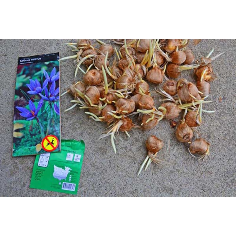 1 Củ hoa nghệ tây  saffron