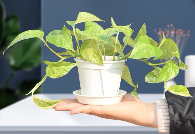 Đĩa Nhựa Tròn Lót Chậu Cây Kiểng