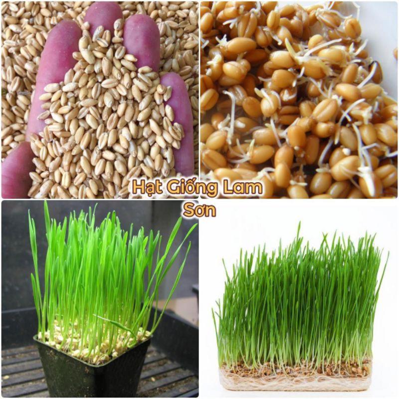 100GR_HẠT GIỐNG CỎ MÈO/CỎ LÚA MÌ CHO CHÓ MÈO (SIÊU NẢY MẦM)