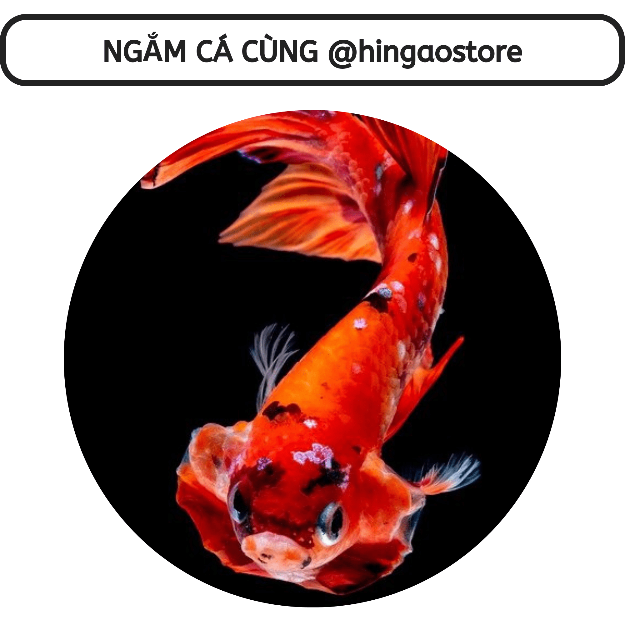 Dung dịch Super One dưỡng cá - ship cá | Hingaostore.