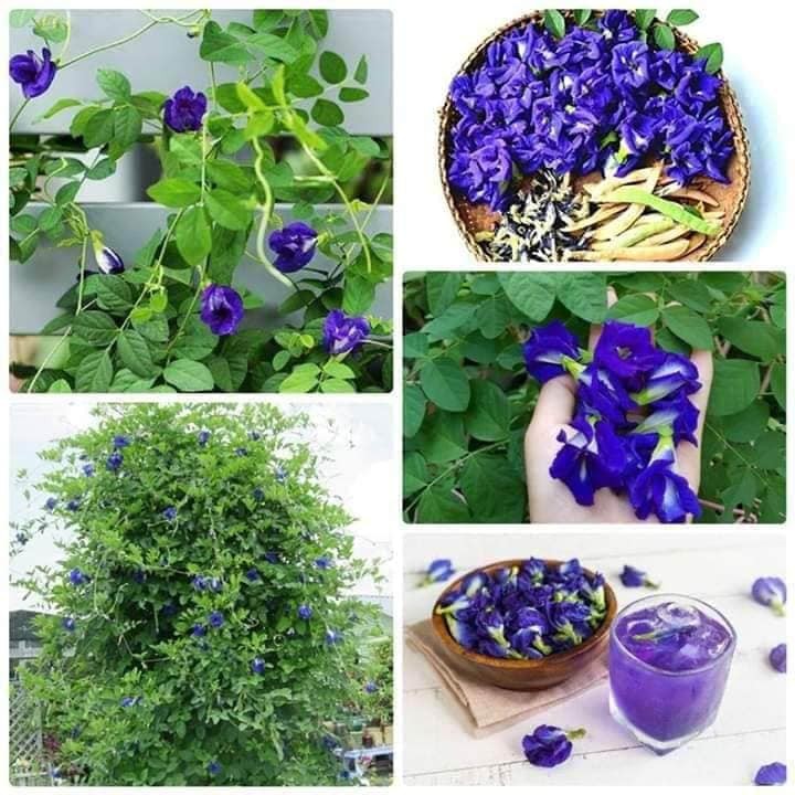 Hạt Giống Rau Sam Rado 683  Rạng Đông Gói 1Gram