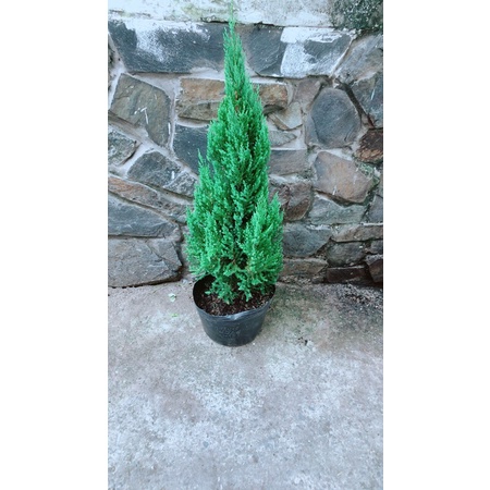 Sơn Tùng Trang Trí Noel Hàng Đẹp