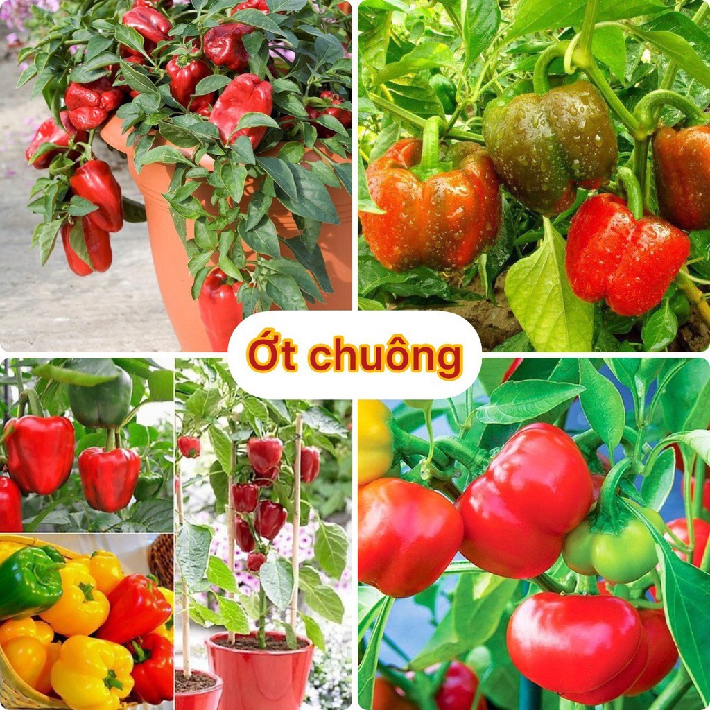 Hạt giống ớt chuông ngọt đà lạt nhiều màu