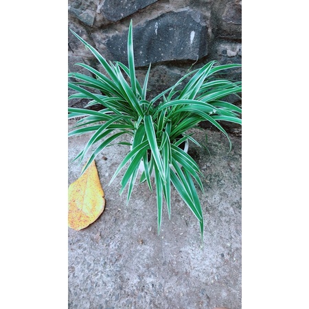 Chậu Cây Lan Chi (dây nhện)