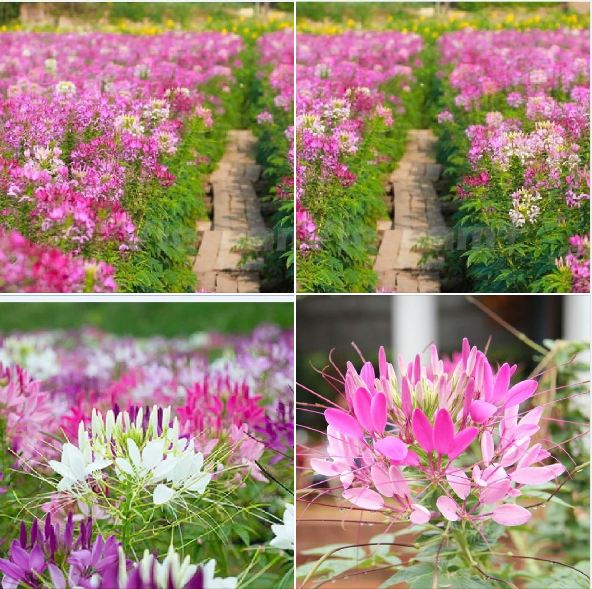 Hạt giống hoa Hồng Ri Mix nhiều màu - 100 hạt/gói