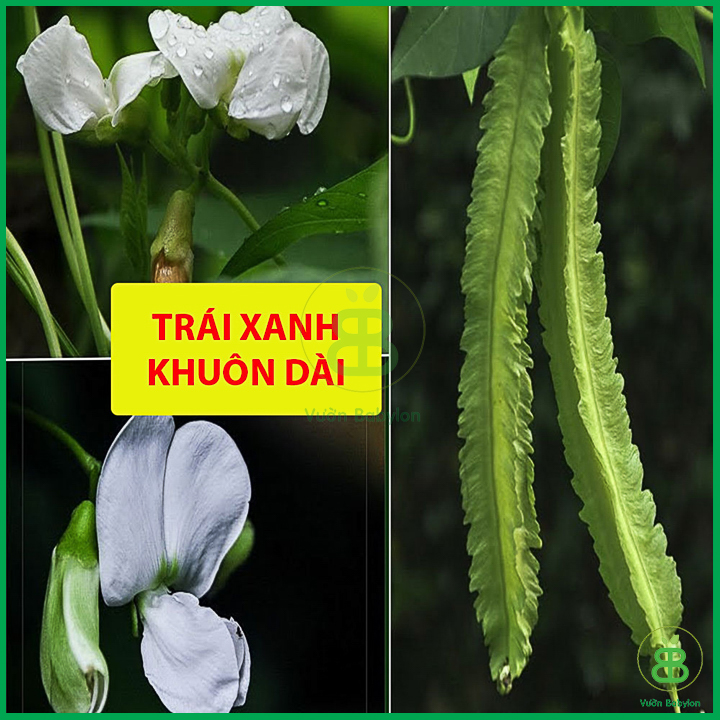 Hạt Giống Đậu Rồng Cao Sản 10Gr