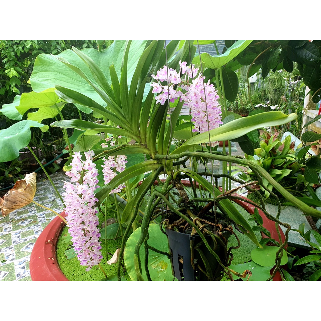 Lan Đuôi Cáo/Chồn - Hoa Thơm Phức Cả Vườn