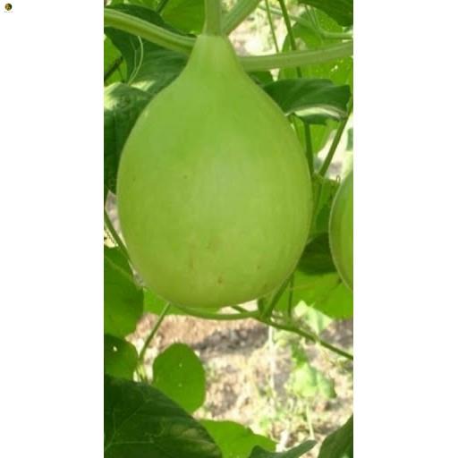 Hạt Bầu tròn F1 - Gói 10 hạt