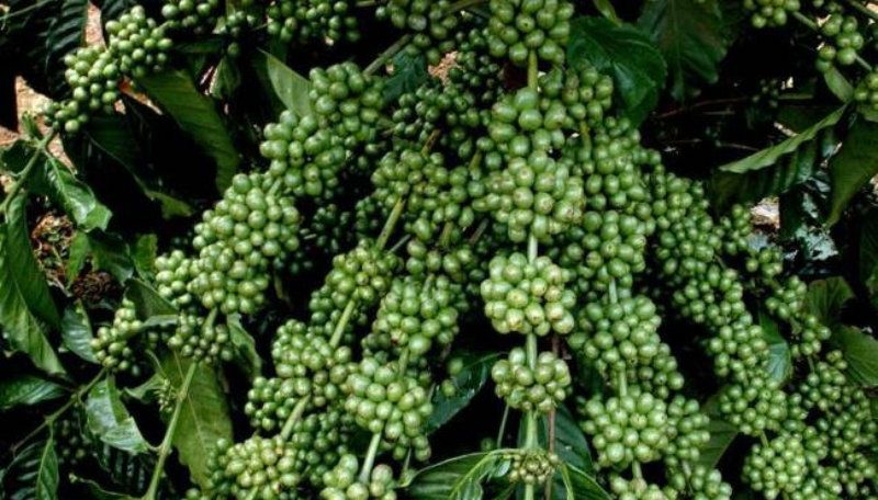Cây cà phê giống siêu trái