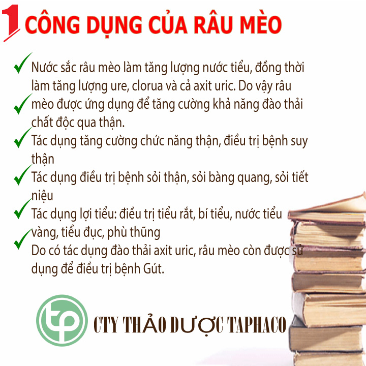 Cây râu mèo khô Tấn Phát loại 500g