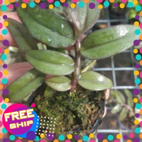 Hoa lan giả hạc châu như bệt f2 ki mập khỏe ấm chậu