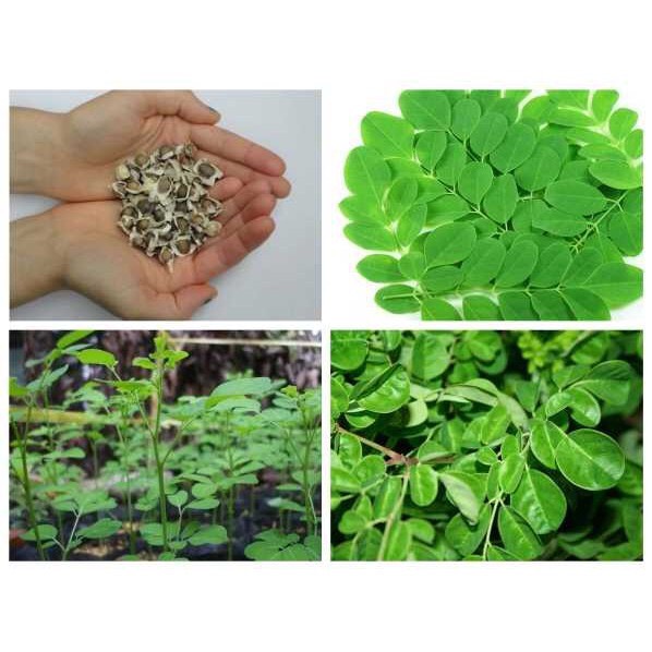 Hạt giống Chùm ngây(2g)
