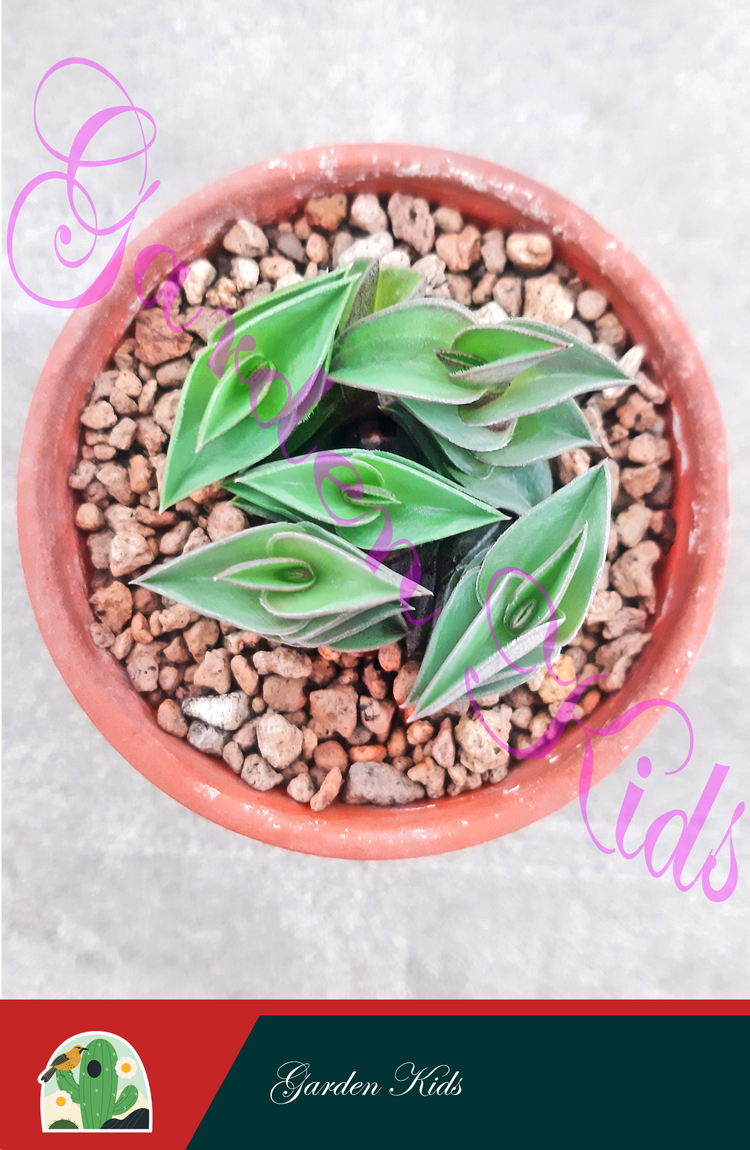 Sen đá  thài lài hoa tím (Callisia navicularis)