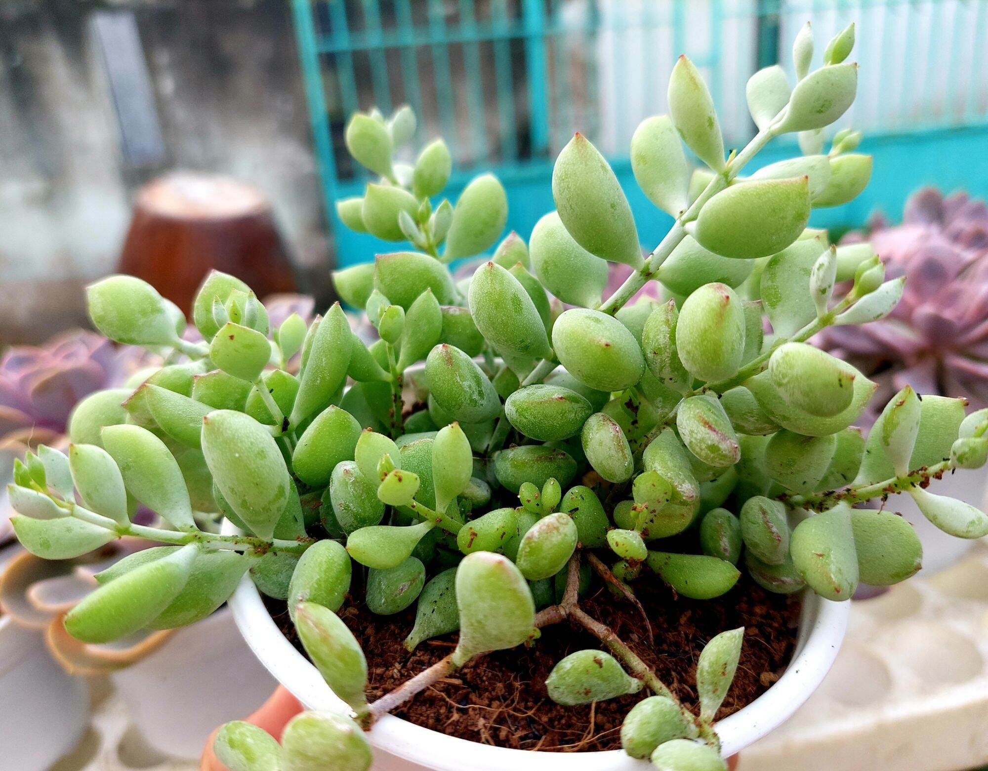 Sen đá HẠT LỰU size trung