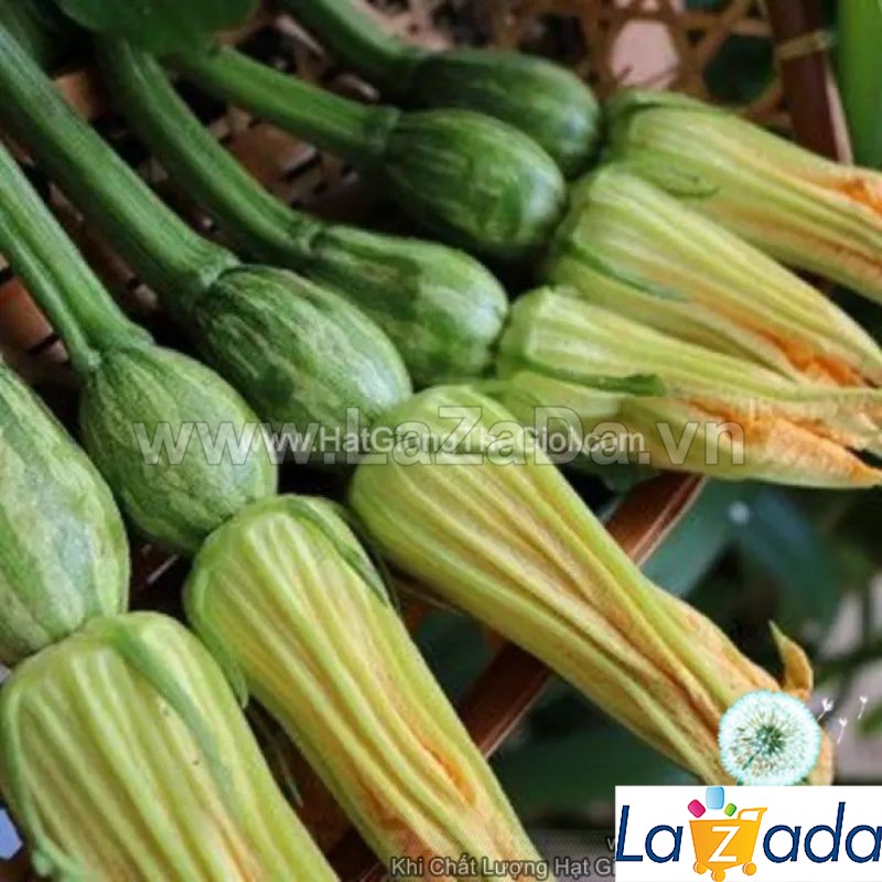1gr hạt giống bí siêu nụ