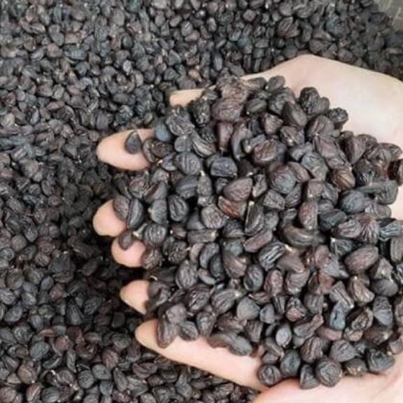 1kg hạt dổi nếp rừng