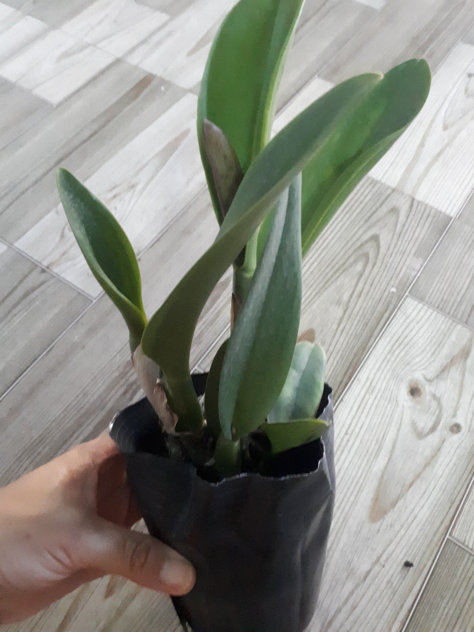Hoa Lan Cattleya- CHIA LIN- chậu trưởng thành