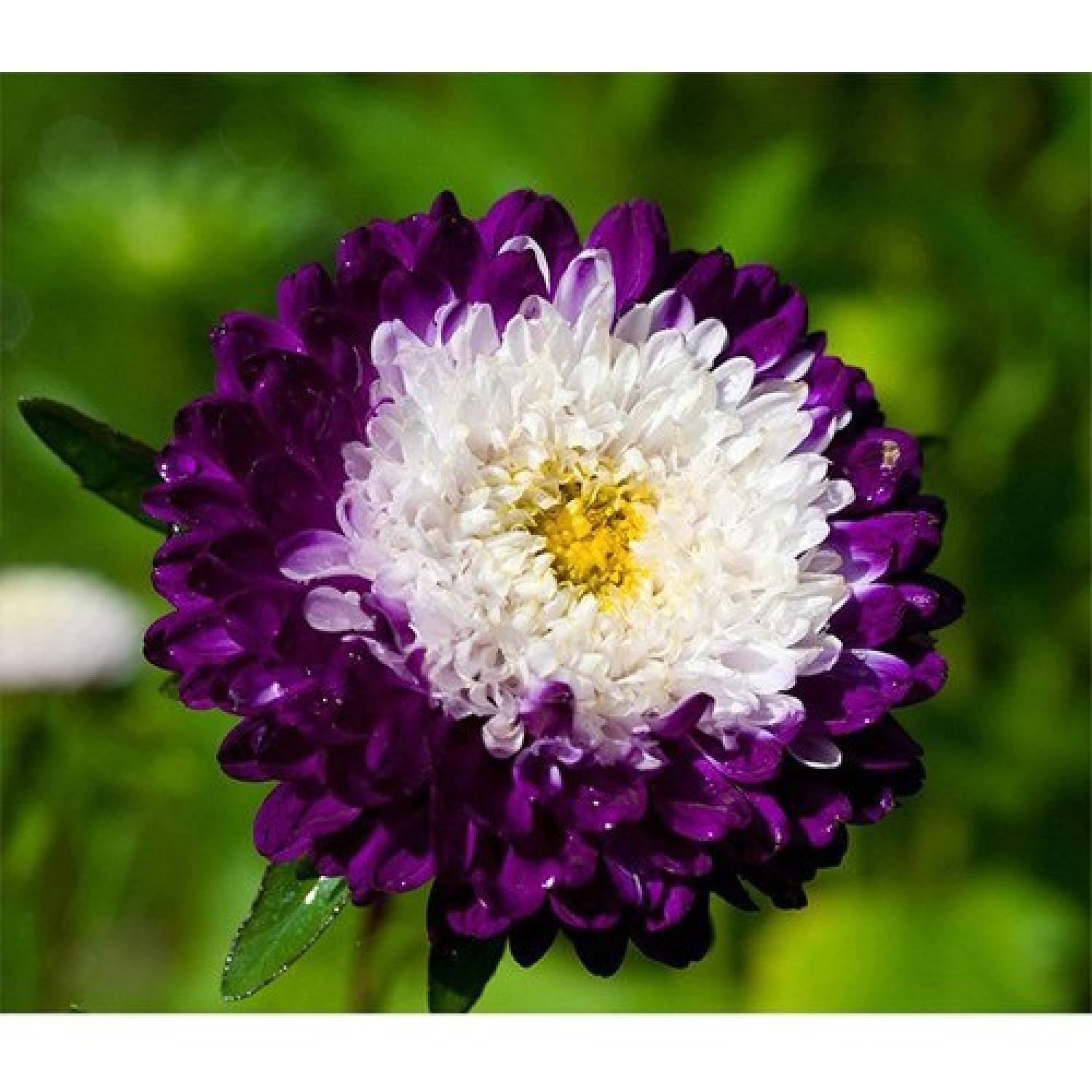 MA337 GÓI 20 Hạt Giống Hoa Cúc Nhật PomPom Mix