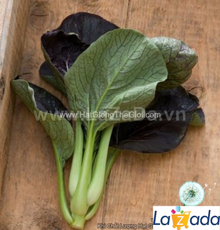0.3Gr Hạt Giống Cải Ngọt Nhật Đỏ (B2.302| C49*W24*M248)