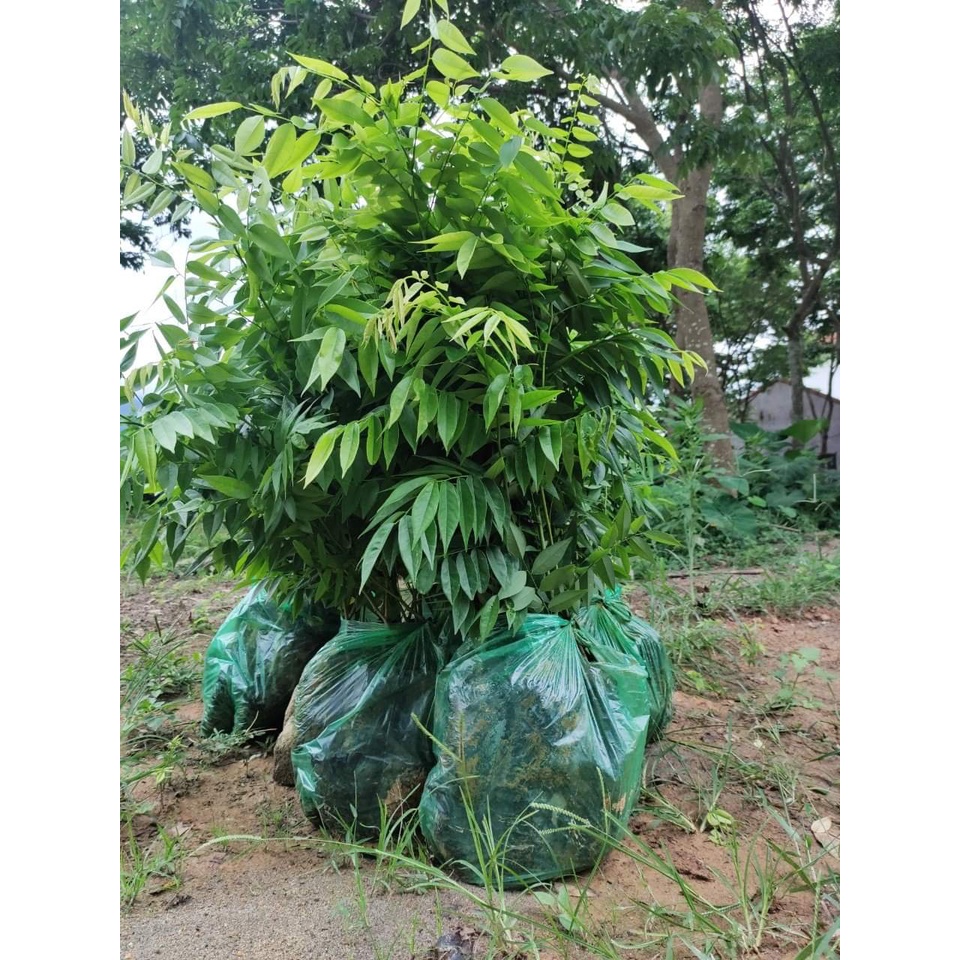 CÂY GIỐNG GỖ SƯA ĐỎ