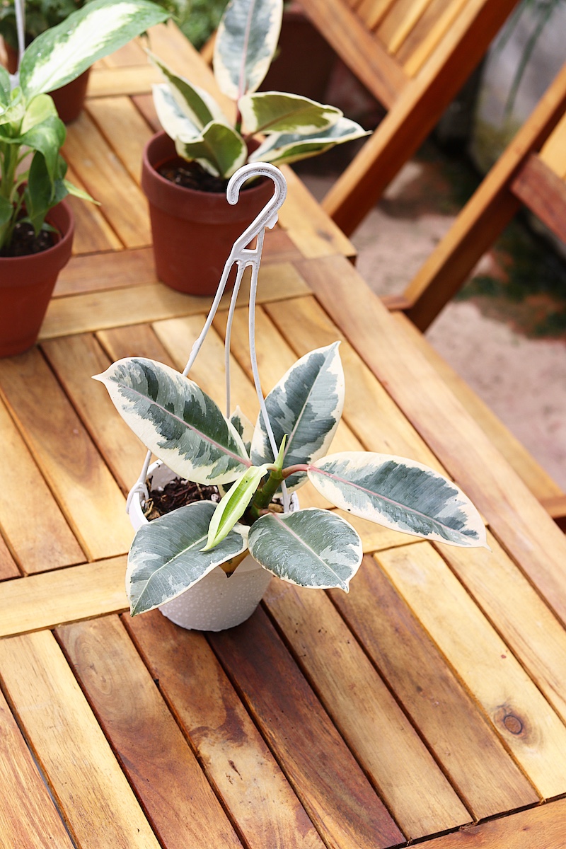 Cây Đa Cẩm Thạch Sô Cô La (Marble Rubber Tree, Ficus Elastica Tineke) 20cm