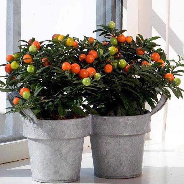 Cây ớt cherry/ ớt kiểng tròn cho trái sai nhiều màu đẹp