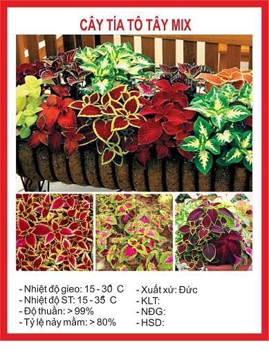 Hạt giống hoa tía tô tây (cây lá gấm) Mix nhiều màu 50 hạt/gói