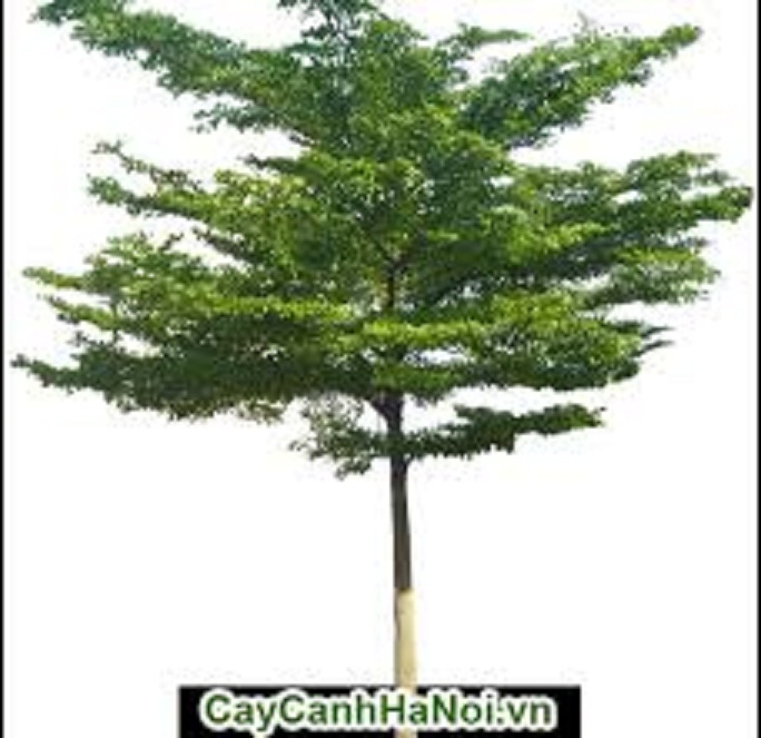 Cây giống bàng Đài Loan