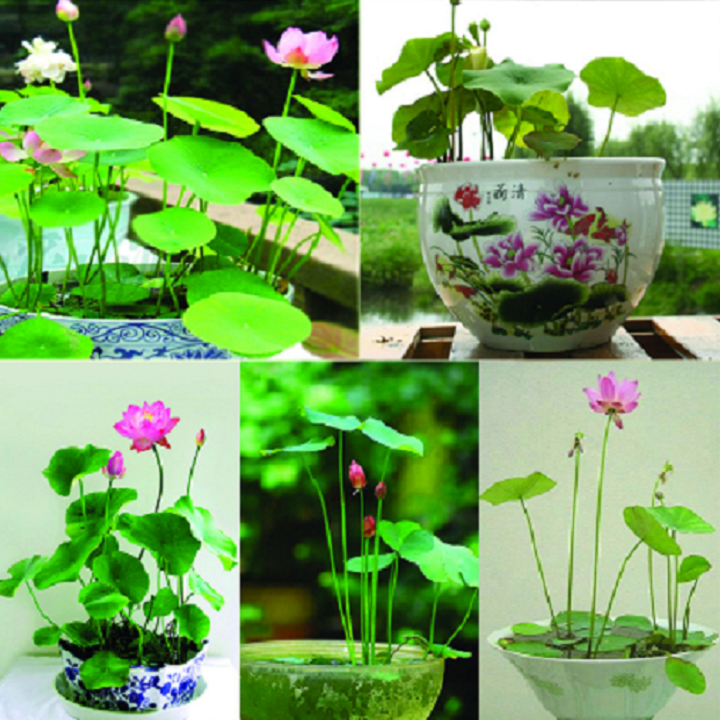 Hạt giống sen nhật mini - 10 hạt