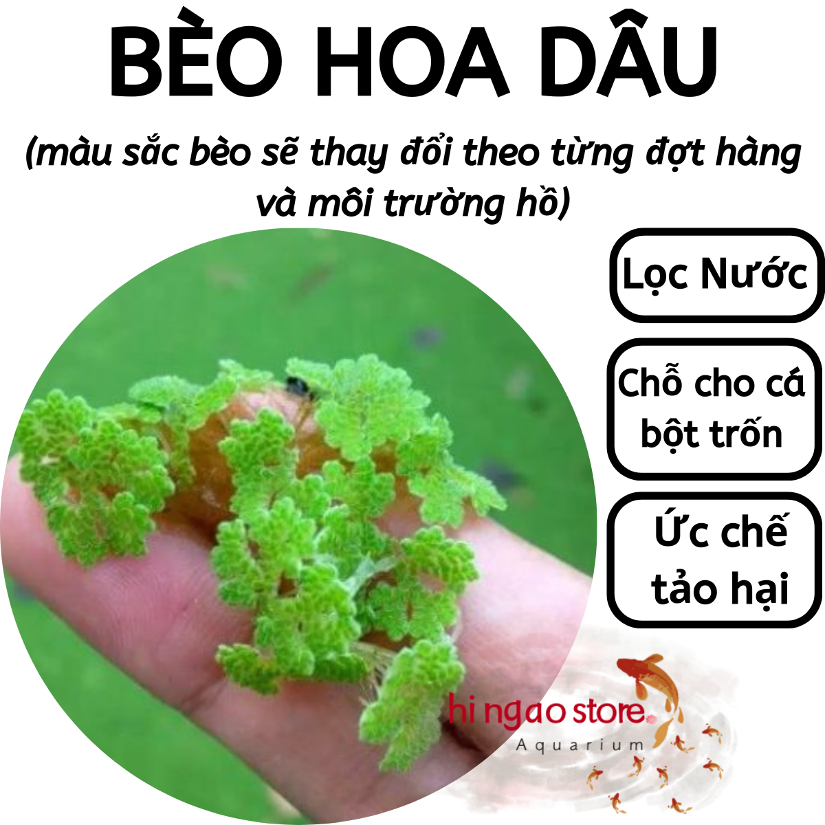 Duckweed-ruffles Bran-aquarium decoration | hingaostore.
