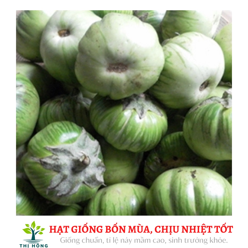 Hạt giống cà bát xanh sọc xanh 2g (trái giòn, quả nặng 150~200g).