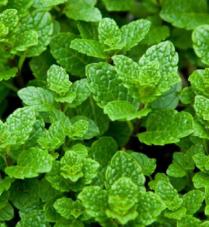 Hạt giống Húng bạc hà (Húng lủi) – 0.1Gram/gói