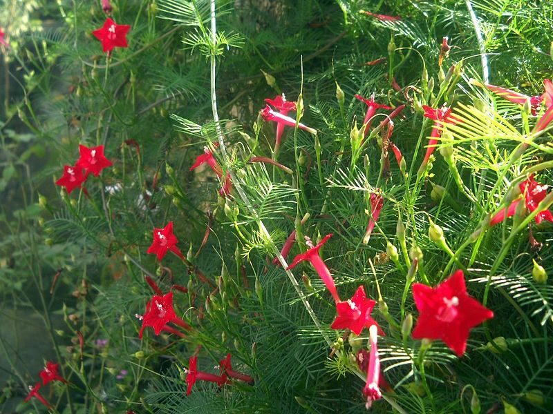 Hạt Giống Hoa Tóc Tiên (hoa sao) dây leo - gói 20 hạt