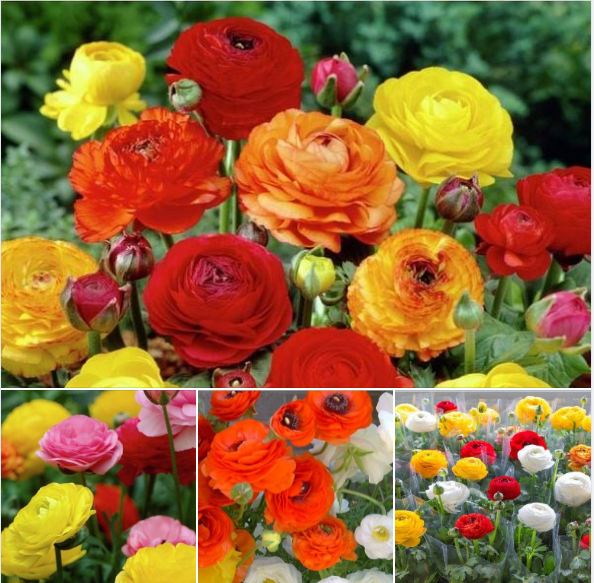 "Gói 20 Hạt " Hạt giống hoa Hồng Ri Ba Tư mix