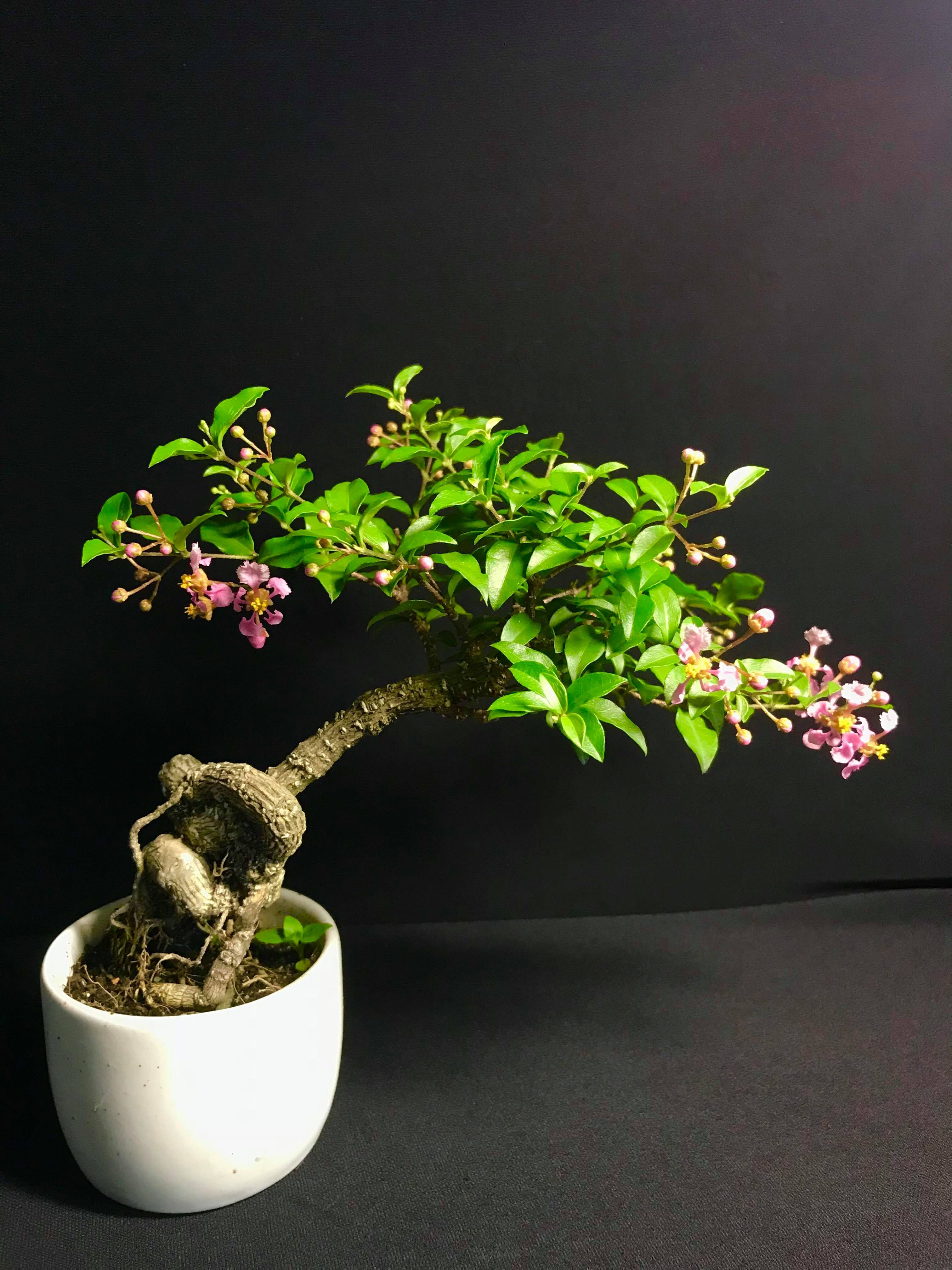 HỒNG NGỌC MAI BONSAI - CÂY GIỐNG GỬI ĐI NGUYÊN BẦU uy tín là chất lượng