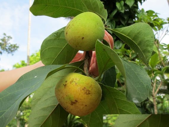 Cây chay, giống cây chay