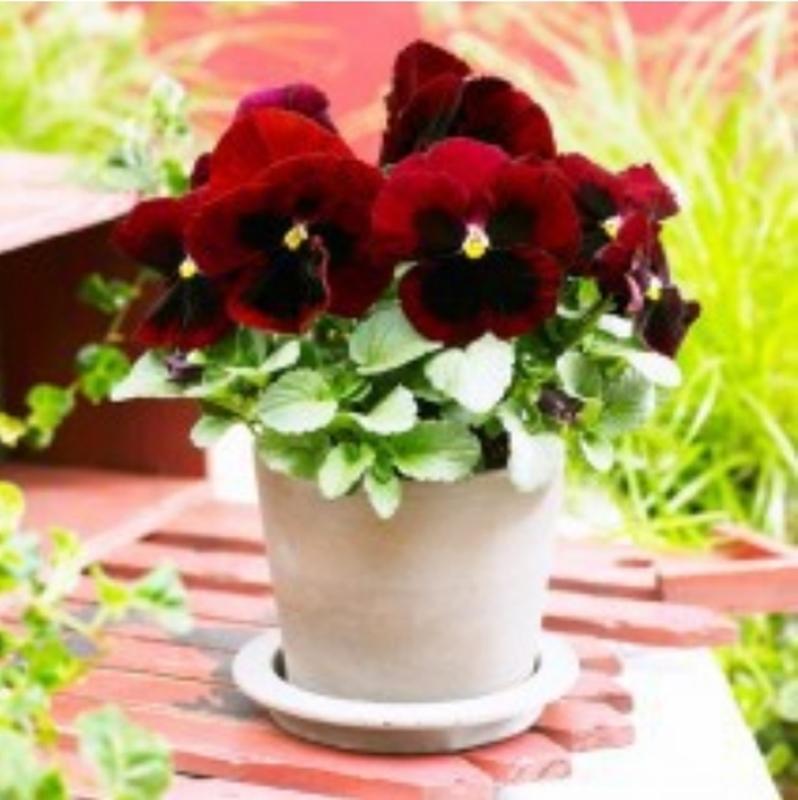 Hạt giống hoa Viola đỏ