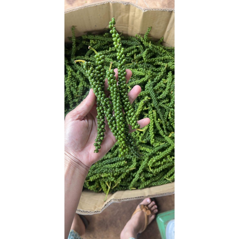 GIỐNG TIÊU SRYLANKA ( BẦU TO CÂY LỚN )