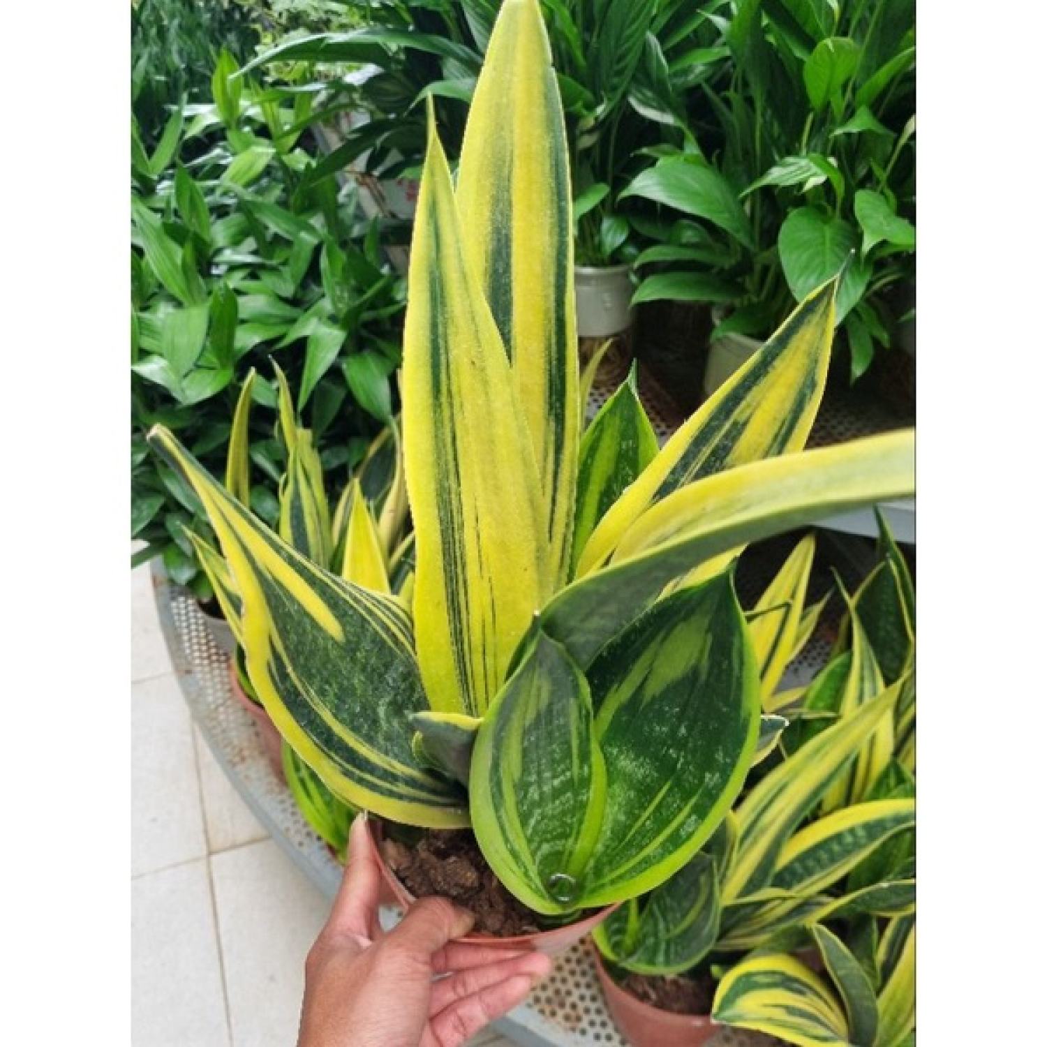 Lưỡi hổ hoàng kim - chậu nhiều thân