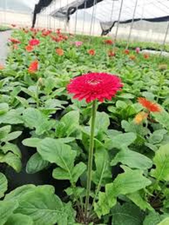 CHẬU HOA ĐỒNG TIỀN HÀ LAN CÁNH KÉP