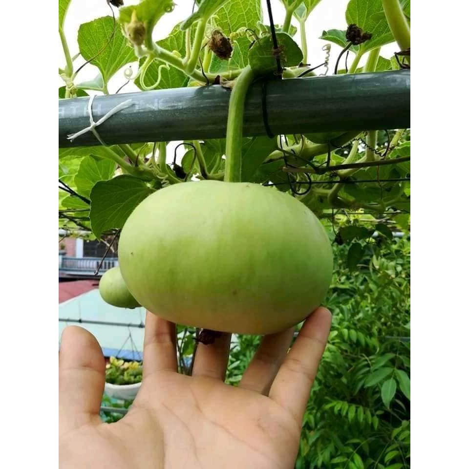 Hạt giống bầu tròn Thái - Hạt nảy mầm tốt - 10 hạt