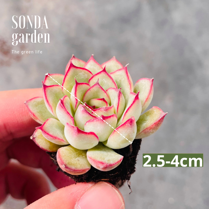 SEN ĐÁ VIỀN HỒNG SIZE MINI KHOẺ ĐẸP LỖI 1 ĐỔI 1