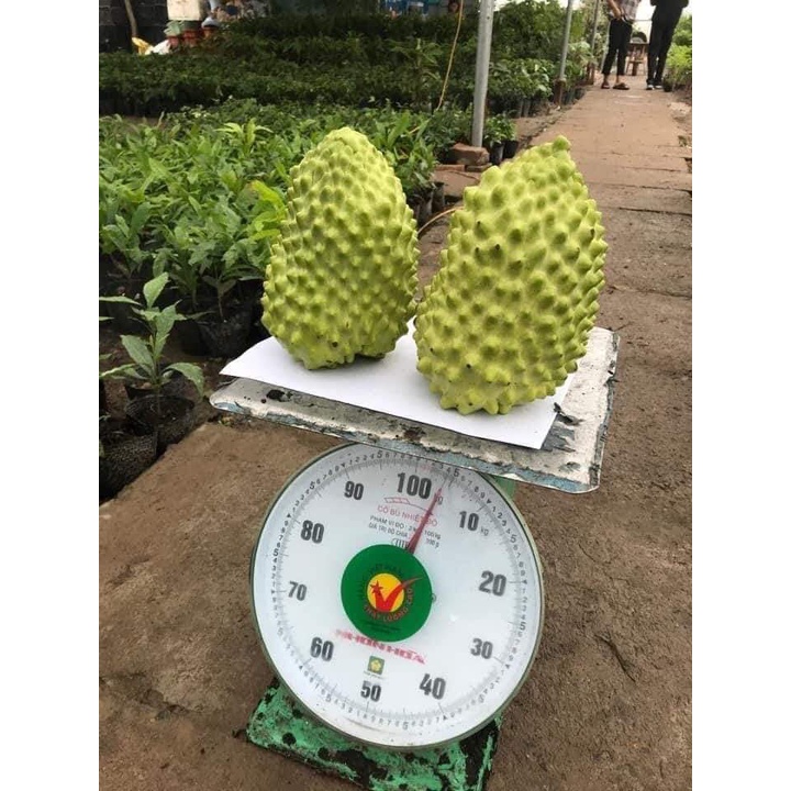 CÂY GIỐNG NA SẦU RIÊNG ( CÂY GHÉP MAU TRÁI)
