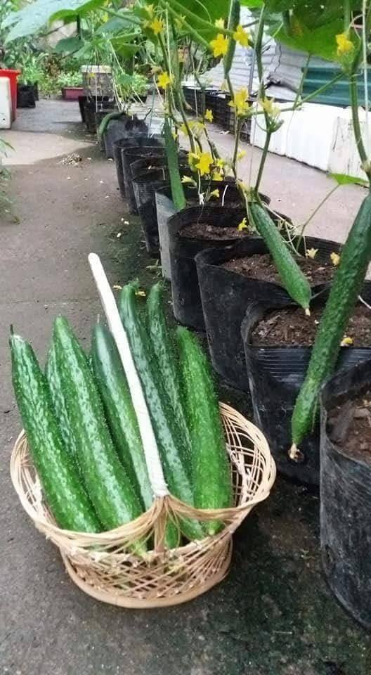 Gói Hạt Giống Dưa Chuột Nhật