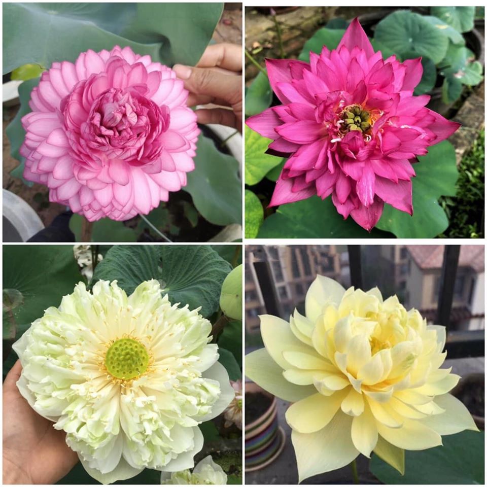 5 Hạt giống sen Nhật mini