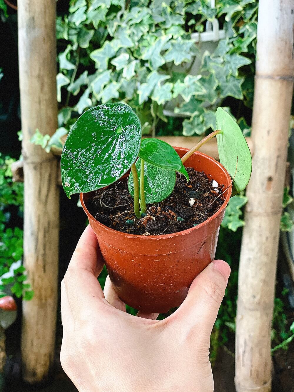 Cây Peperomia polybotrya Raindrop (Cây Giọt Mưa) chậu nhựa