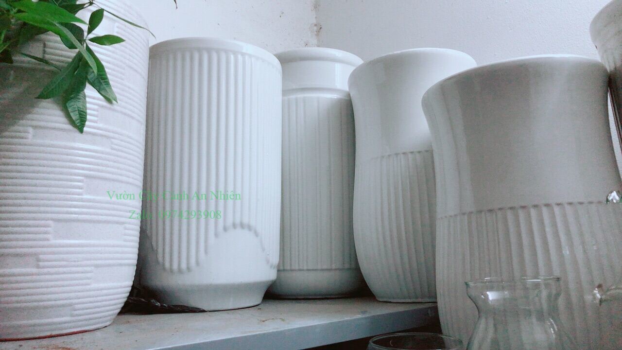Chậu Trồng Cây ( (Qúy khách vui lòng chọn giao hỏa tốc 2h, không giao tiêu chuẩn)